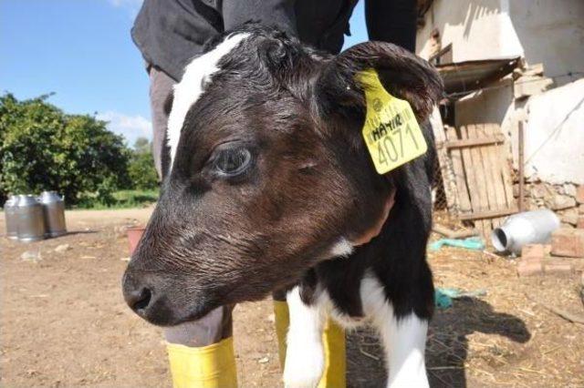 Chp li Eski Başkan Buzağısına  hayır  Adını Verdi 3