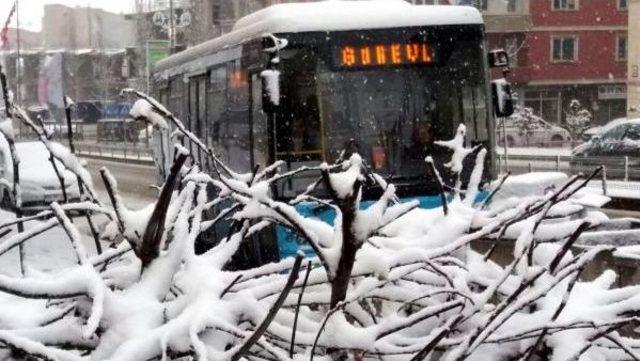 Erzurum Beyaza B&uuml;r&uuml;nd&uuml; 1