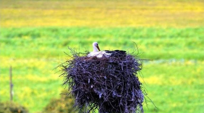 Ak&ccedil;apınar'a Sezonun Ilk Leylekleri Geldi