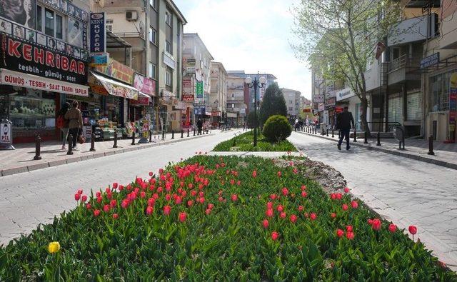 Sincan’da Baharın Müjdecisi Laleler