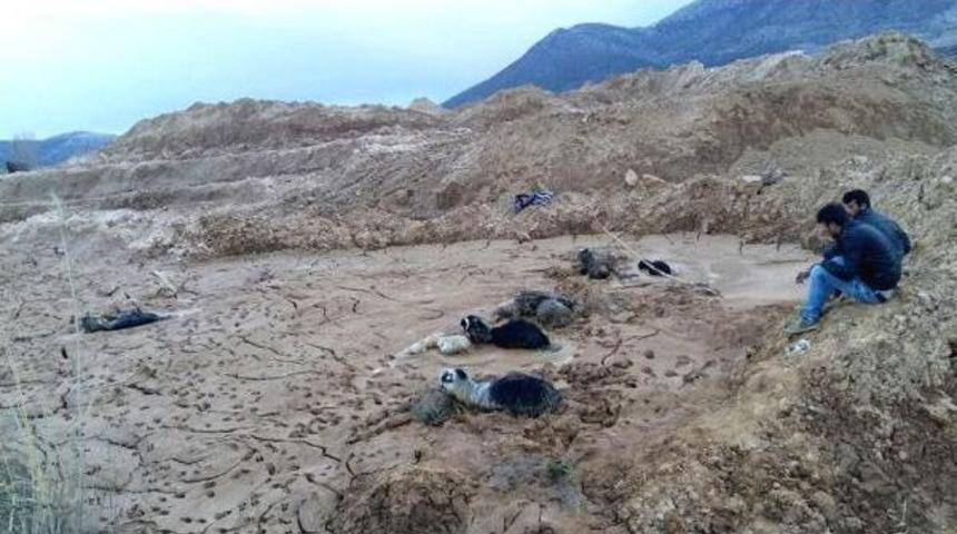 Bataklığa Saplanan 5 Ke&ccedil;i Telef Oldu