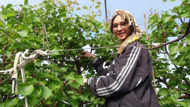 Yılın İlk Örtü Altı Kayısı Hasadı Yapıldı