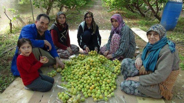 Yılın İlk Örtü Altı Kayısı Hasadı Yapıldı