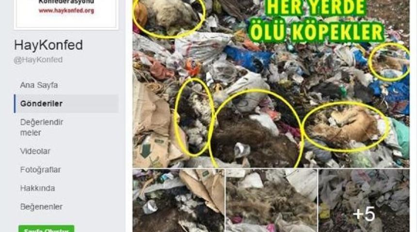 Yeşilova'da K&ouml;pek Itlafı Iddiası