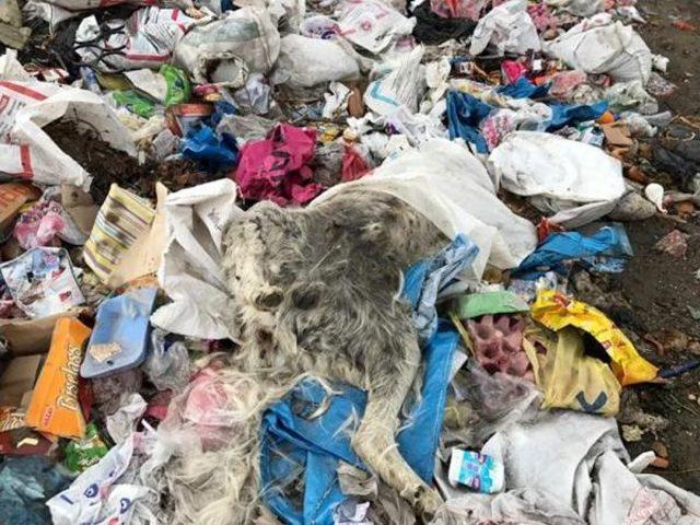 Yeşilova da Köpek Itlafı Iddiası 2