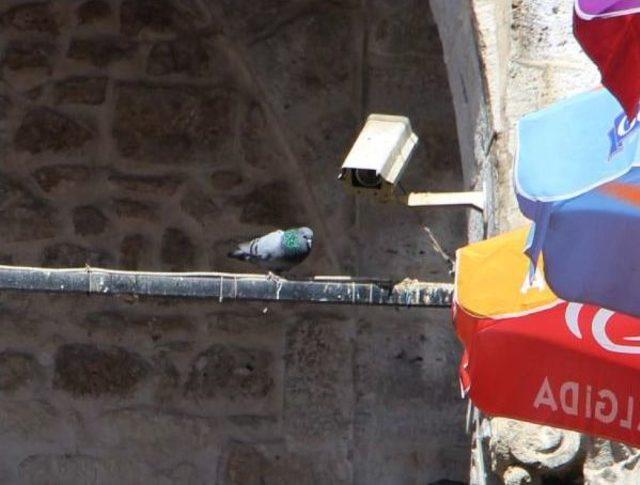 Kuşlara &Ccedil;ivili &Ouml;nlem Tepki &Uuml;zerine Kaldırıldı 1