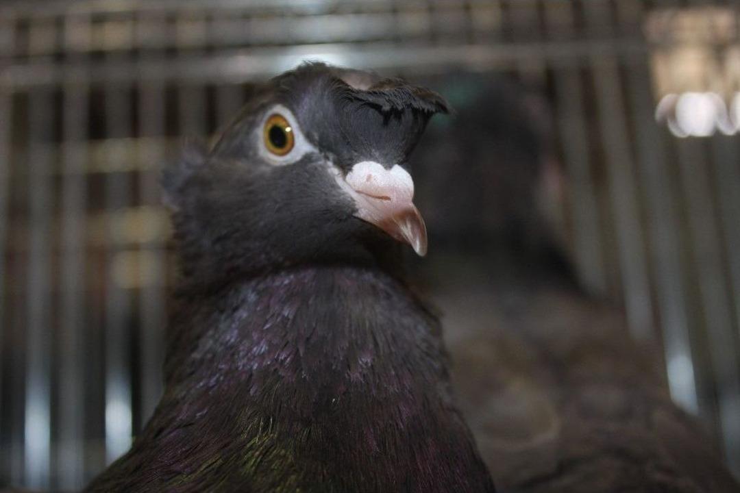 Nadide G&uuml;vercinler Bursa&rsquo;da Sergilendi