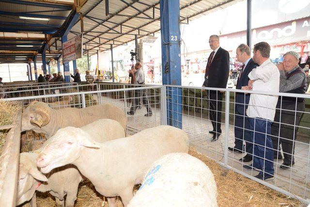 Bursa'da çobanları buluşturan fuar