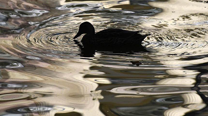 'Dünyanın en yalnız ördeği' horozlar tarafından taciz ediliyor
