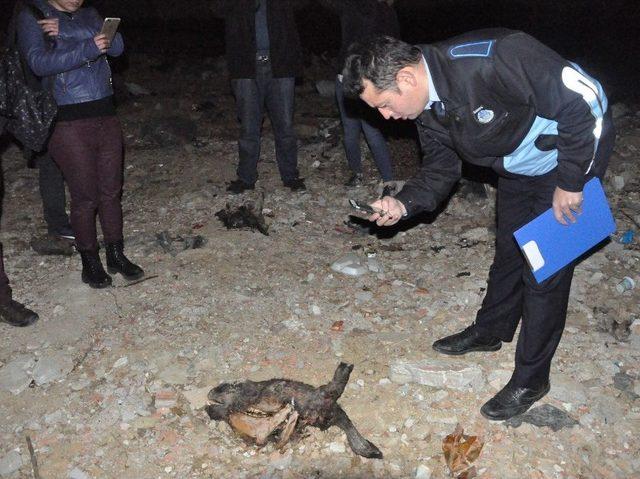 (özel Haber) Özel Arazide Kesilmiş At Ve Eşek Kafaları Bulundu 1