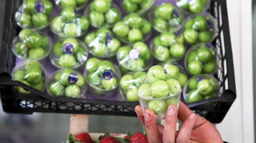 Yeşil Erik Cep Yakıyor