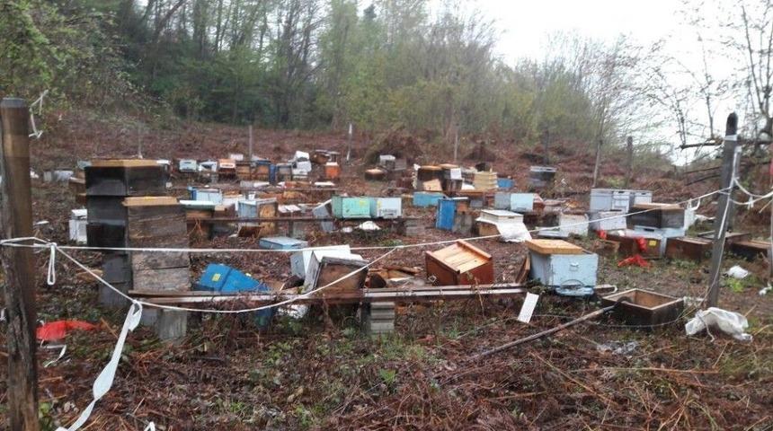 Kastamonu&rsquo;da A&ccedil; Kalan Ayı, 100 Arı Kovanını Par&ccedil;aladı