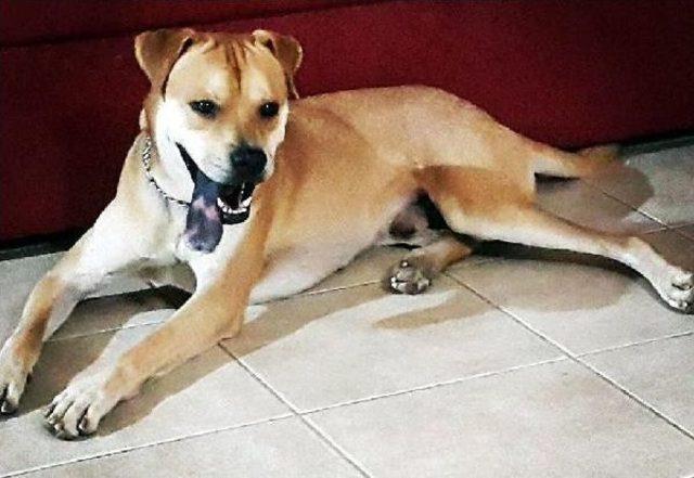 Sokak Sokak Kaybolan Köpeği Jelibon'u Arıyor