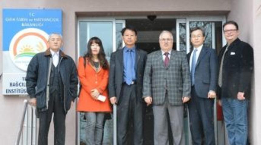 G&uuml;ney Koreli Araştırmacılar Tekirdağ Bağcılığını İnceledi