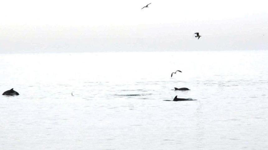 Yunus Balıklarının Muhteşem Şovu