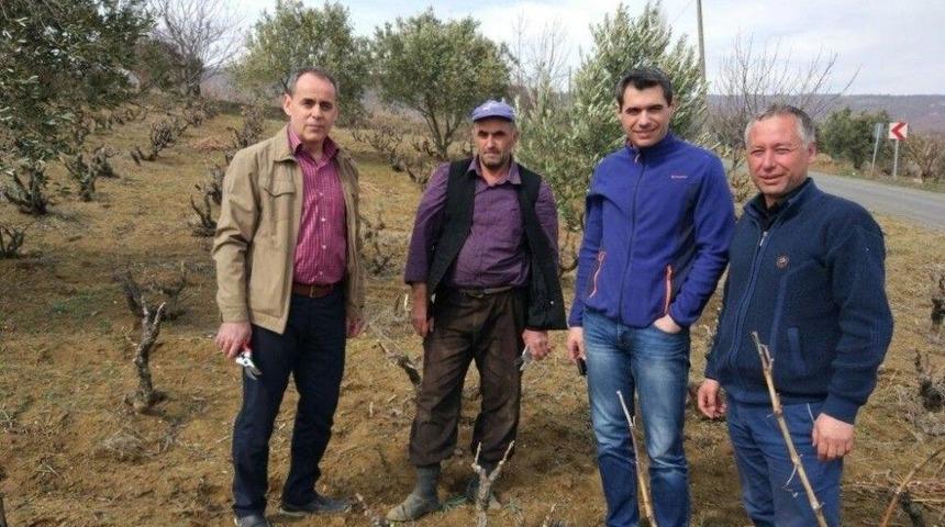 &ldquo;t&uuml;rkiye Bağcılığında Araştırma-yayım-&uuml;retici İlişkilerinin Belirlenmesi Projesi&rdquo;