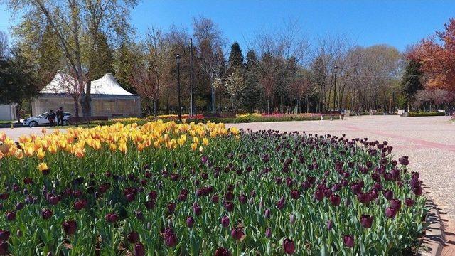 Gaziantep 5 Milyon &Ccedil;i&ccedil;ek İle S&uuml;slendi 1