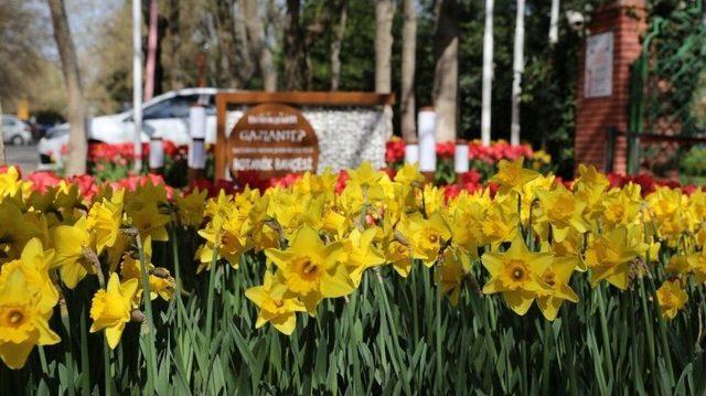 Gaziantep 5 Milyon &Ccedil;i&ccedil;ek İle S&uuml;slendi 2