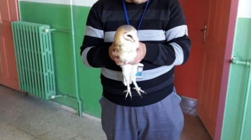 Kapıdan Kovuyorlar, Bacadan Giriyor