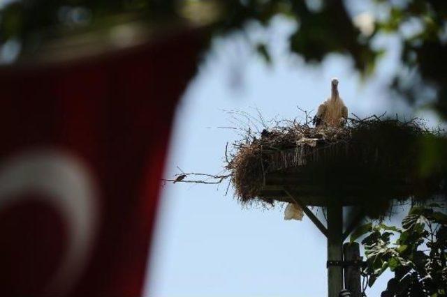 ‘Leylek Köyü’ Eskikarağaç, Ulusal Kuş Konferansı’Na Ev Sahipliği Yapacak