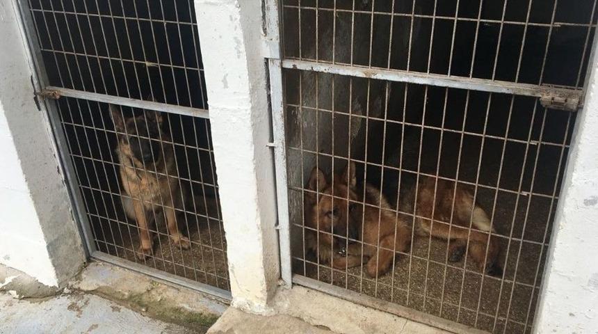 &Ccedil;iftlikte Bengal Kedisi Ve Yabani Kurtlar Ele Ge&ccedil;irildi