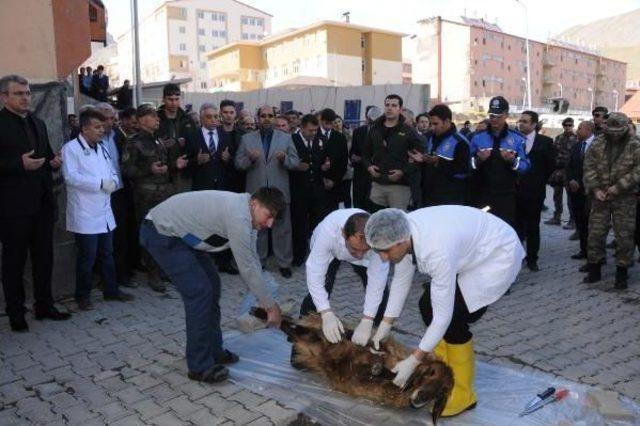 Polisler Hakkari Esnafına Karanfil Dağıttı(2)