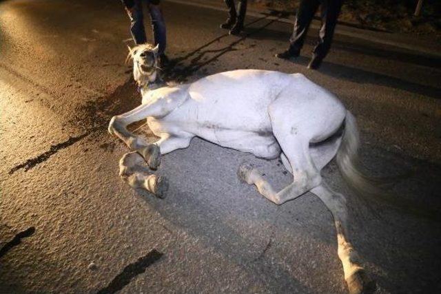 Motosiklet Ata Çarptı, Sürücünün Kolu, Atın Bacakları Kırıldı