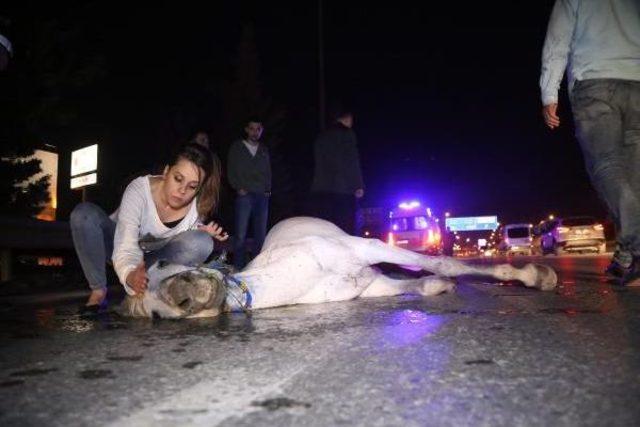 Motosiklet Ata Çarptı, Sürücünün Kolu, Atın Bacakları Kırıldı