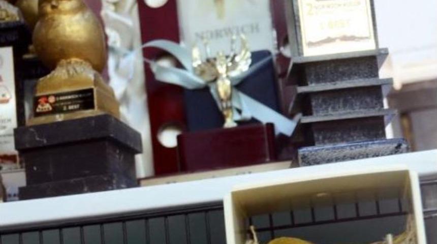 Şampiyon Kanaryaları Ile Adını D&uuml;nyaya Duyurdu