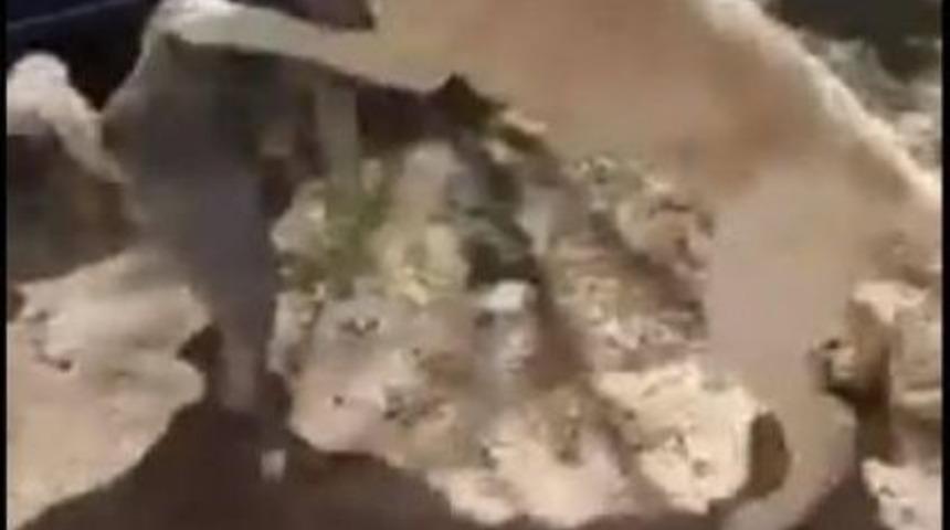 Besni'de K&ouml;pek D&ouml;v&uuml;şt&uuml;renlere 5 Bin 500 Lira Ceza