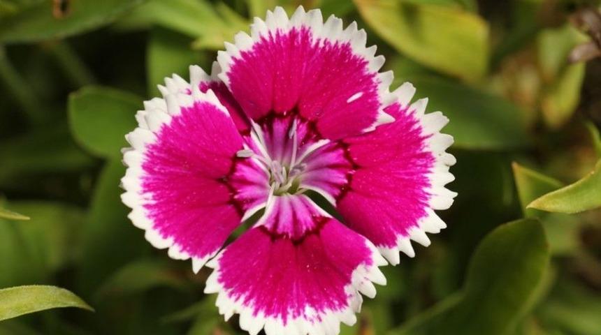 Anadolu&rsquo;ya &Ouml;zg&uuml; Bitkiler Koruma Altında