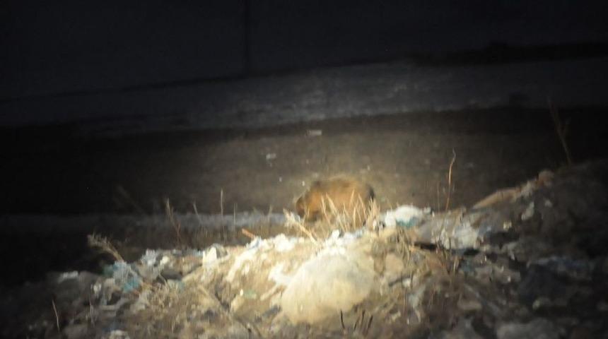 Bozayılar Sarıkamış&rsquo;ı Mesken Tuttu