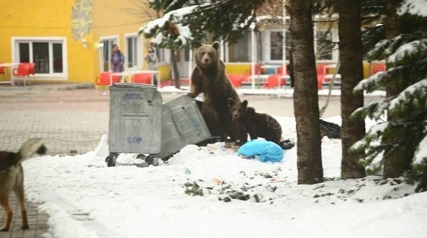 (&ouml;zel Haber) Kış Uykusundan Uyanan Ayı Ailesi Uludağ&rsquo;da B&ouml;yle G&ouml;r&uuml;nt&uuml;lendi
