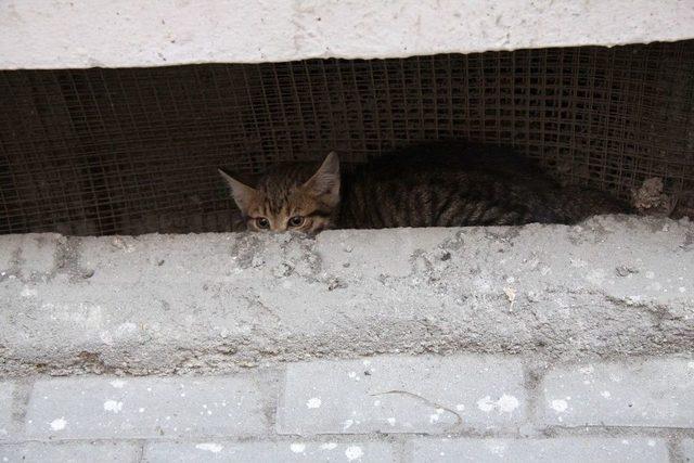 Annelerinin Bacaya Sakladığı Yavru Kedileri İtfaiye Kurtardı