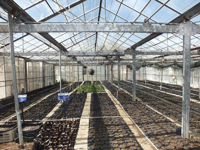 Yy&uuml;&rsquo;de &lsquo;tescilli Ceviz&rsquo; D&ouml;nemi 1