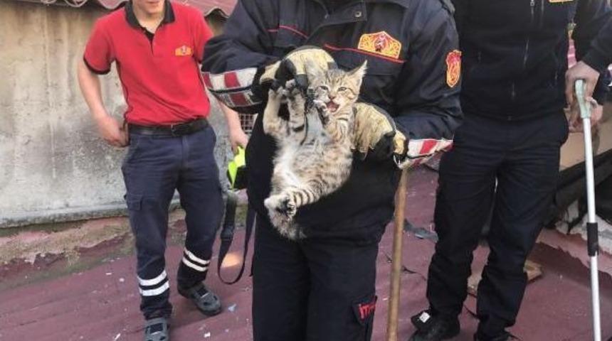 Bacada Mahsur Kalan Yavru Kedileri Itfaiye Kurtardı
