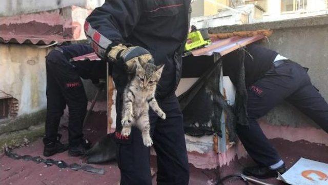 Bacada Mahsur Kalan Yavru Kedileri Itfaiye Kurtardı 2