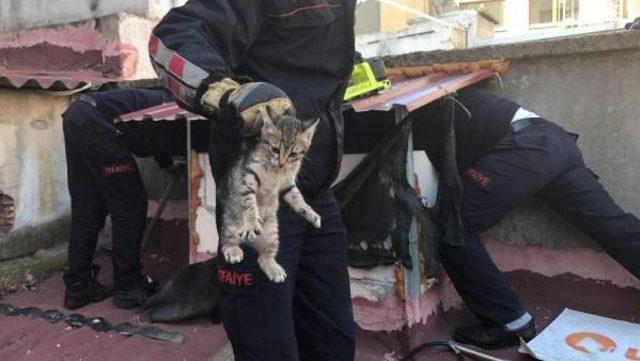 Bacada Mahsur Kalan Yavru Kedileri Itfaiye Kurtardı 3