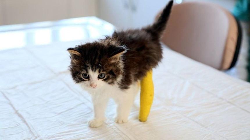 Ey&uuml;p&rsquo;te Sokak Hayvanlarının Yaraları Sarılıyor