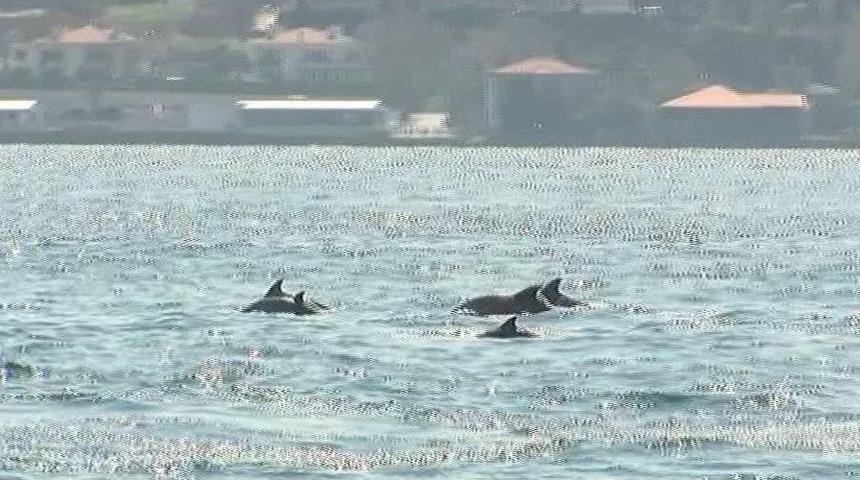 (&ouml;zel Haber) İstanbul Boğazı&rsquo;na Yunus Akını