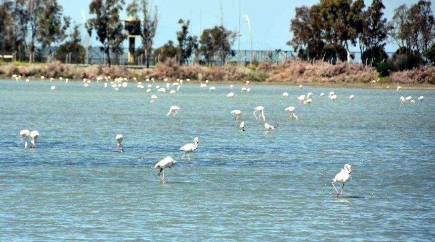 Aliağa Kuş Cennetinde Kartpostallık G&ouml;r&uuml;nt&uuml;ler