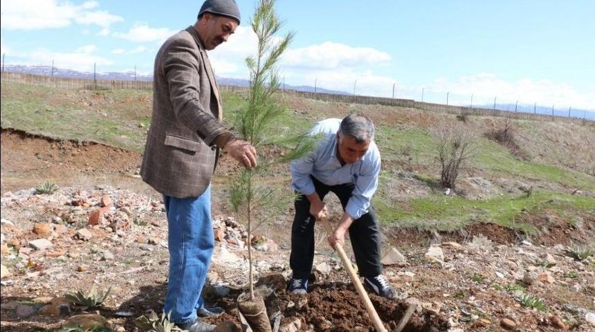 &Ccedil;am Fidanları Toprakla Buluşturuldu
