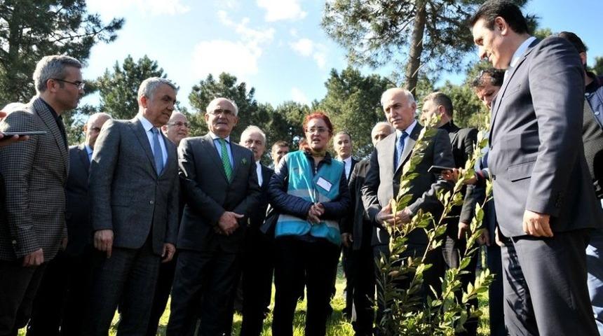 Protokol Ve H&uuml;k&uuml;ml&uuml;ler Fidan Dikti