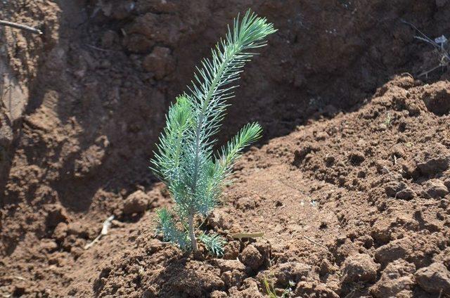 Öğrenciler, 400 Fidanı Toprakla Buluşturdu