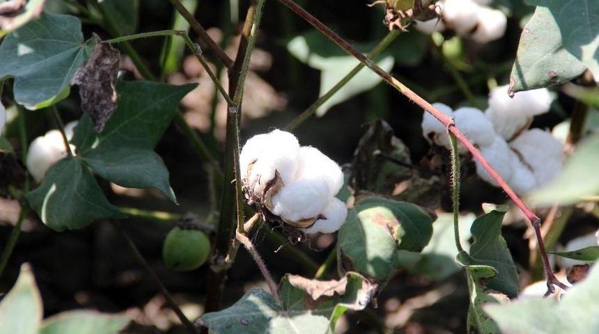 Pamuk &Uuml;retimi Artacak, İthalat Azalacak