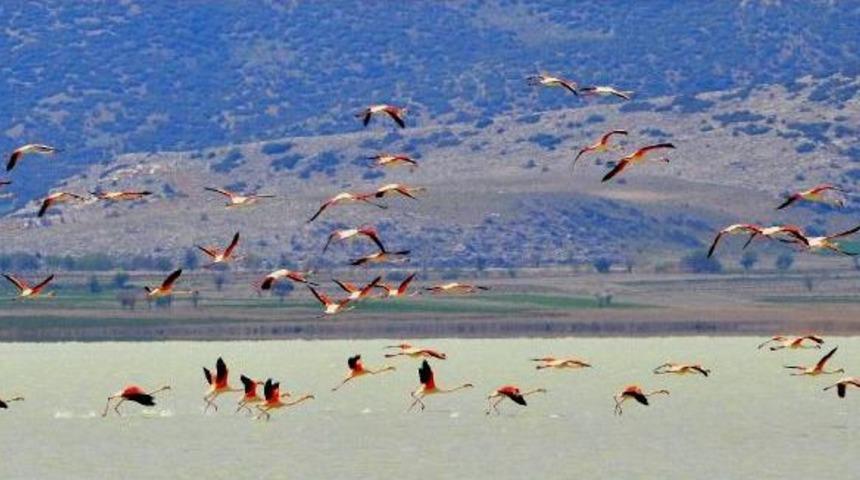 G&ouml;ller Y&ouml;resi'nin Misafir Flamingoları