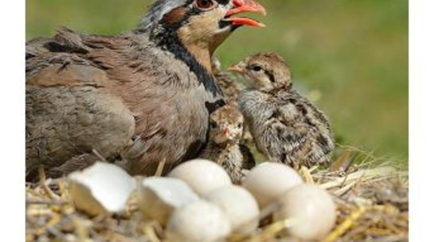 Avcılara Av Yasağı Uyarısı