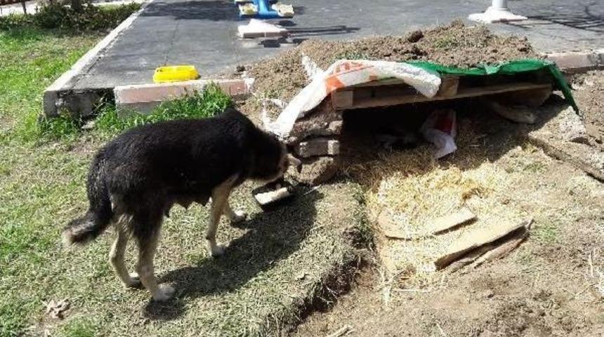 Yavru K&ouml;peklere Polis Sahip &Ccedil;ıktı