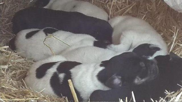 Yavru K&ouml;peklere Polis Sahip &Ccedil;ıktı 1