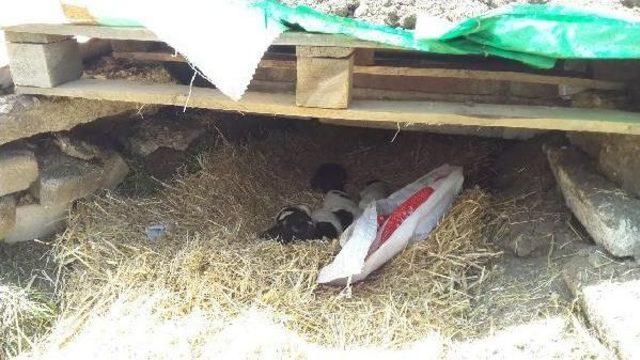 Yavru K&ouml;peklere Polis Sahip &Ccedil;ıktı 2